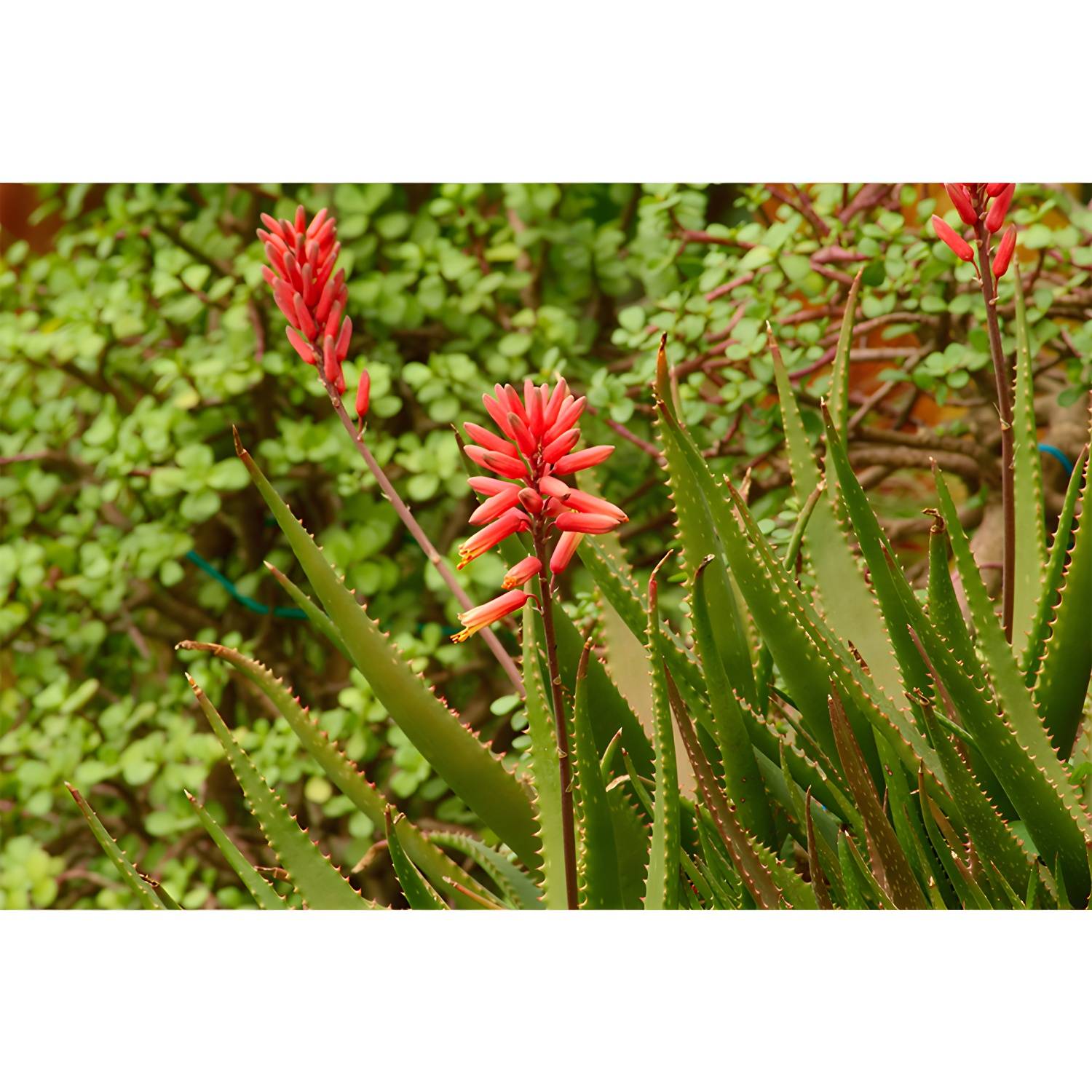 Imported image b6805bebec63 3939140.jpg