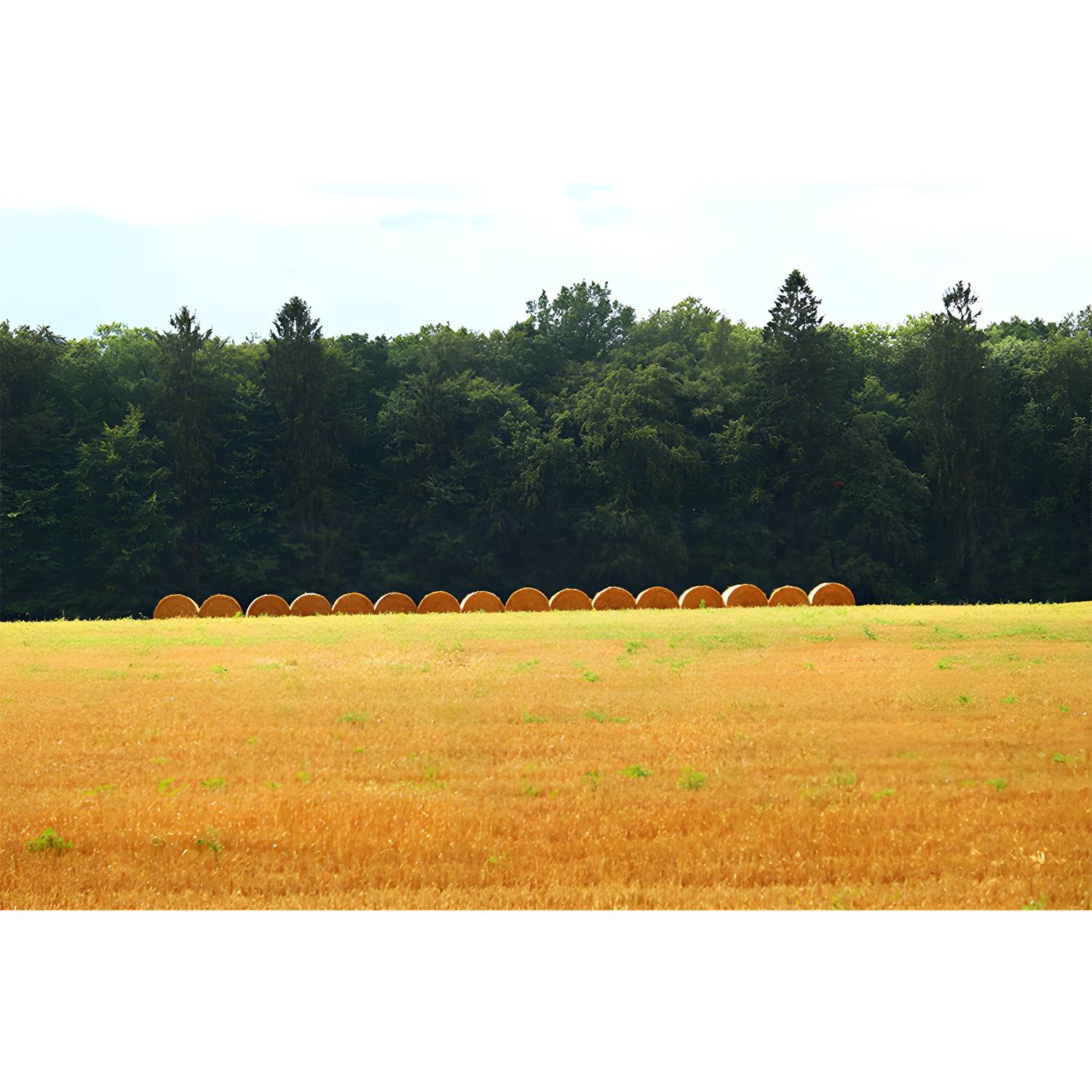 Imported image e6e216487d53 3939761.jpg