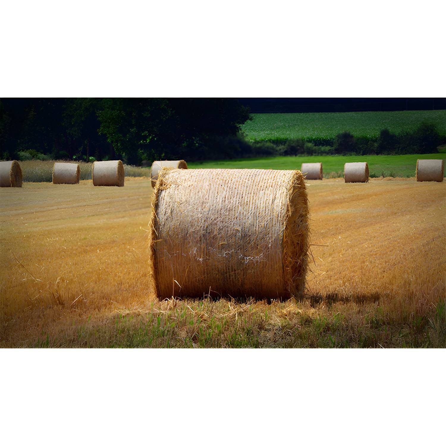 Imported image 74ee4a1d54e8 3939801.jpg
