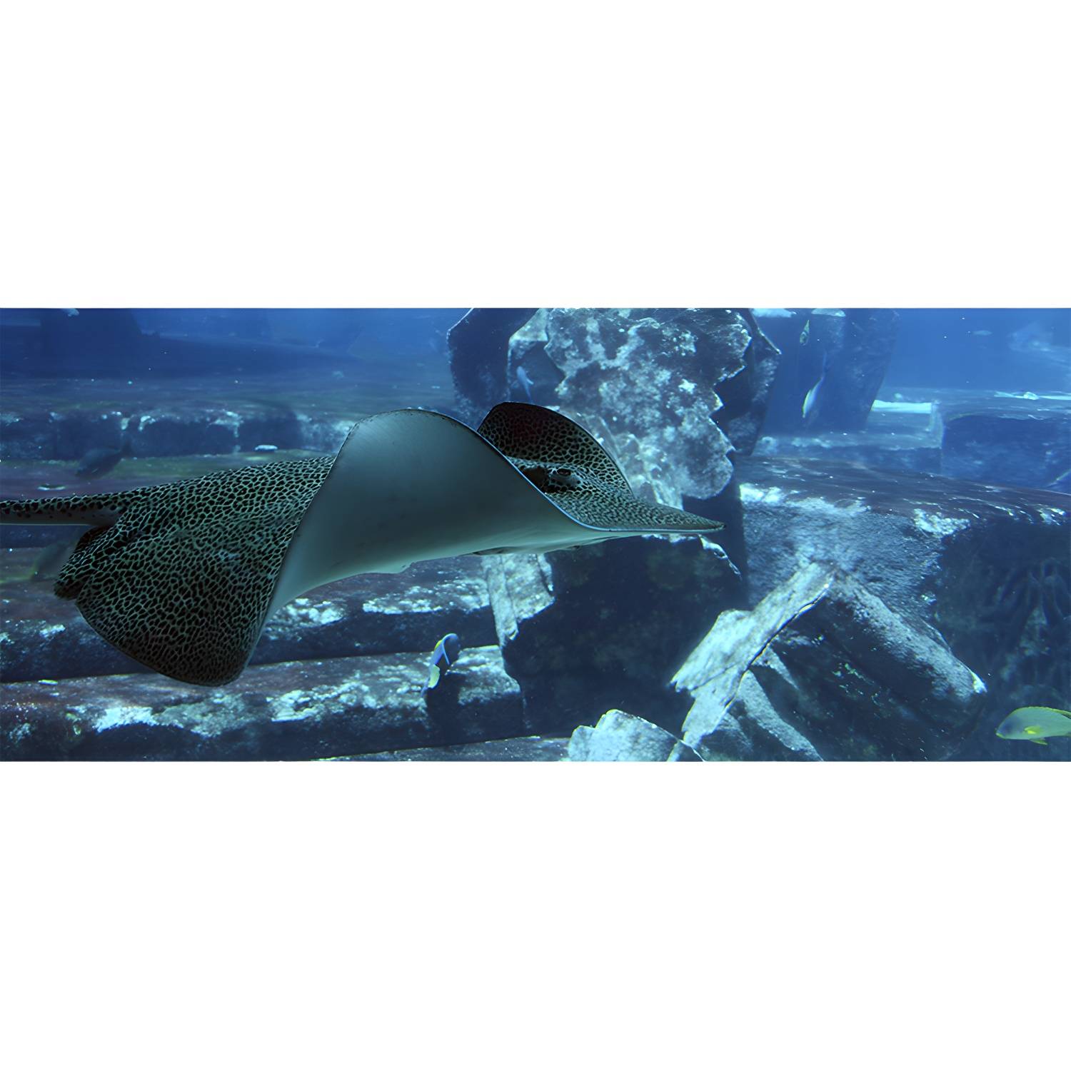 Imported image 4d86c74a3de4 4059370.jpg