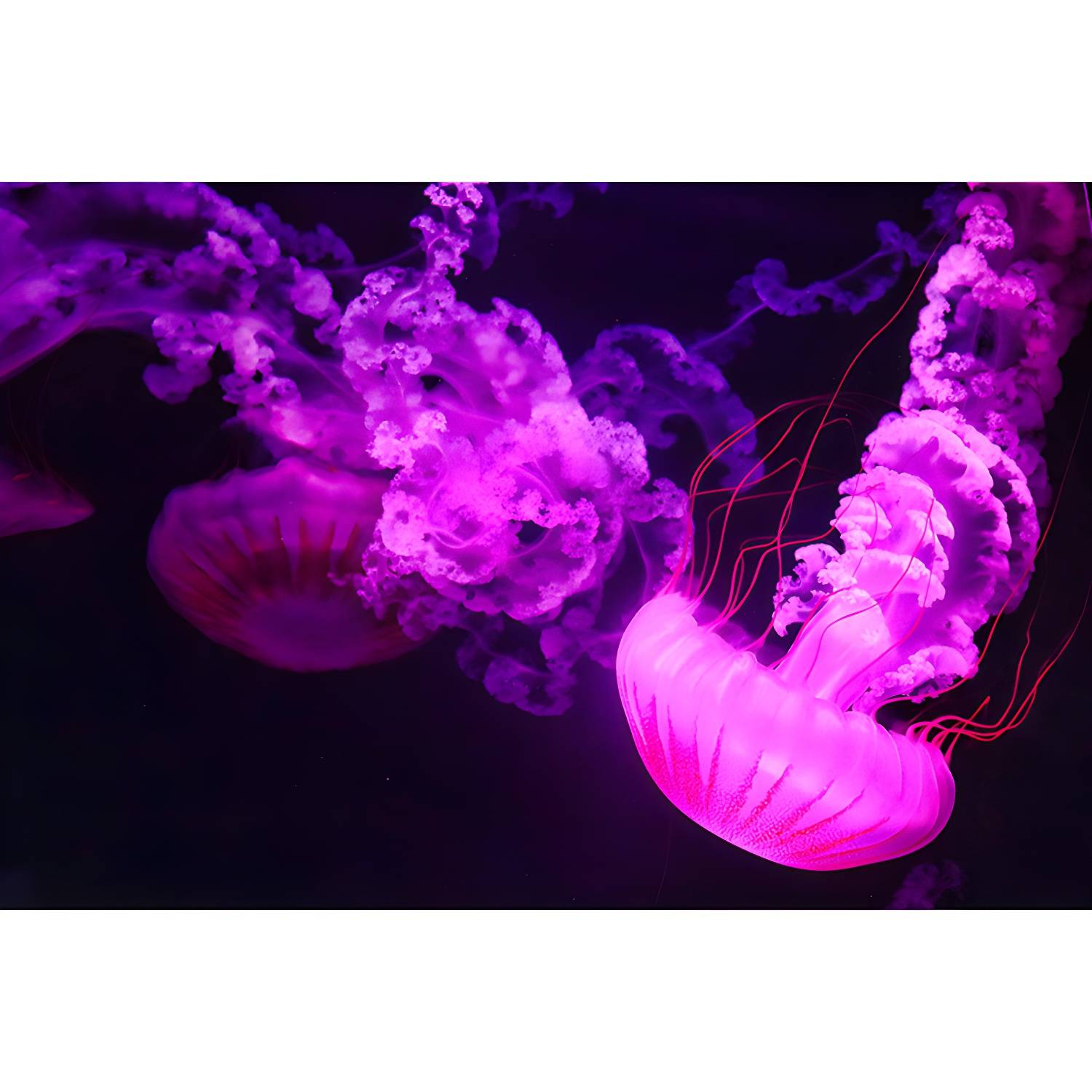 Imported image c9a41cd2ca81 4143196.jpg
