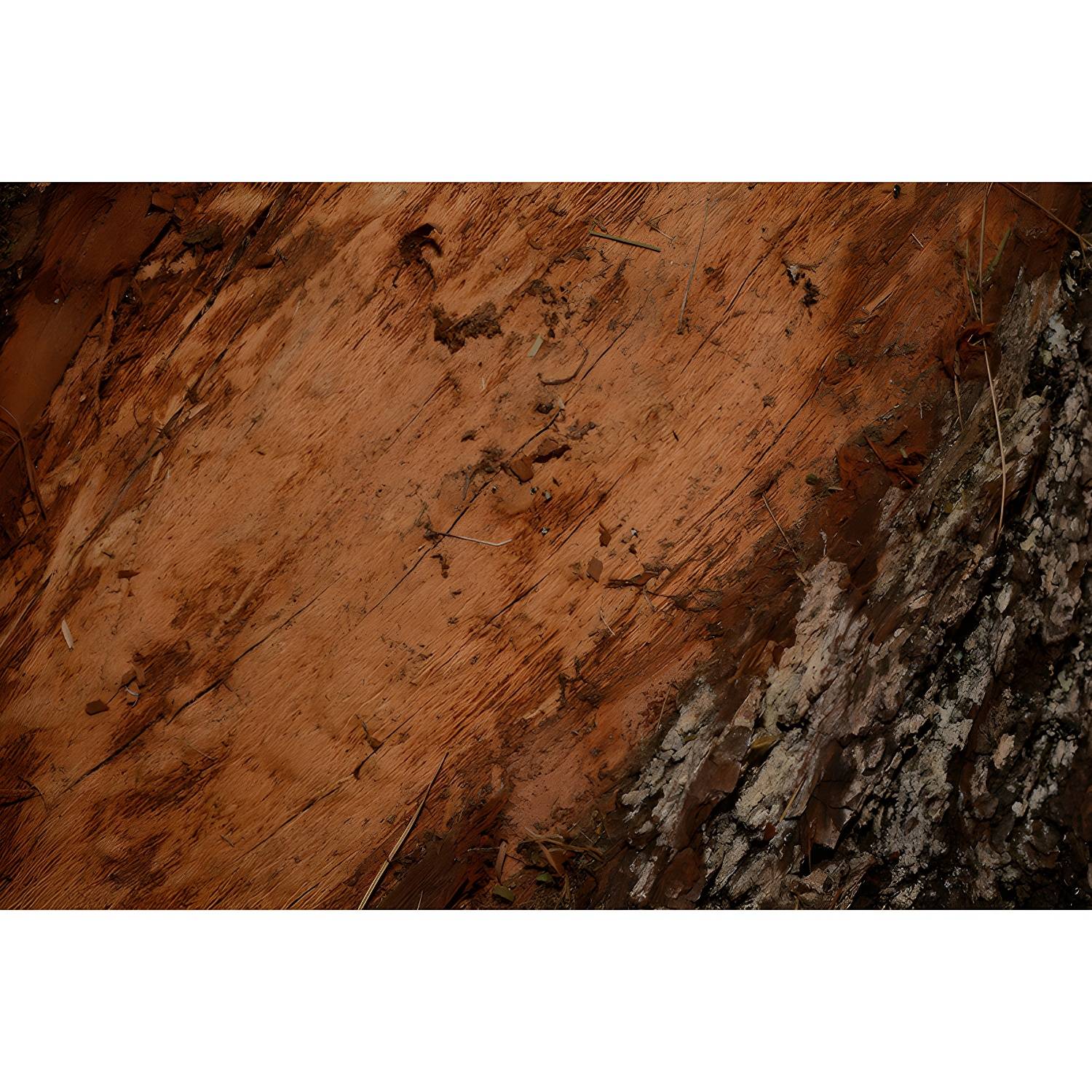 Imported image f6298d9b6ba9 4277537.jpg