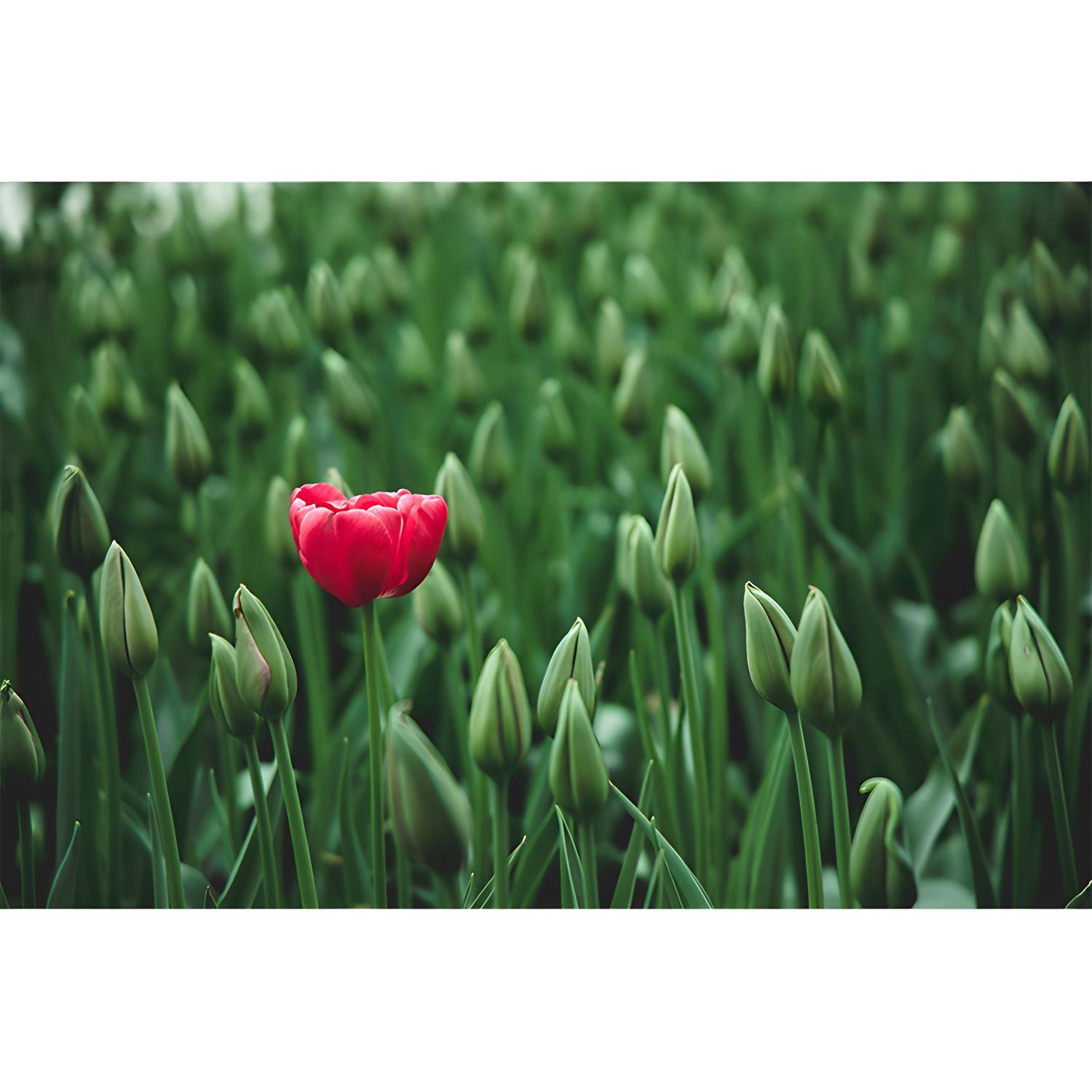 Imported image d77166f014ed 4313954.jpg