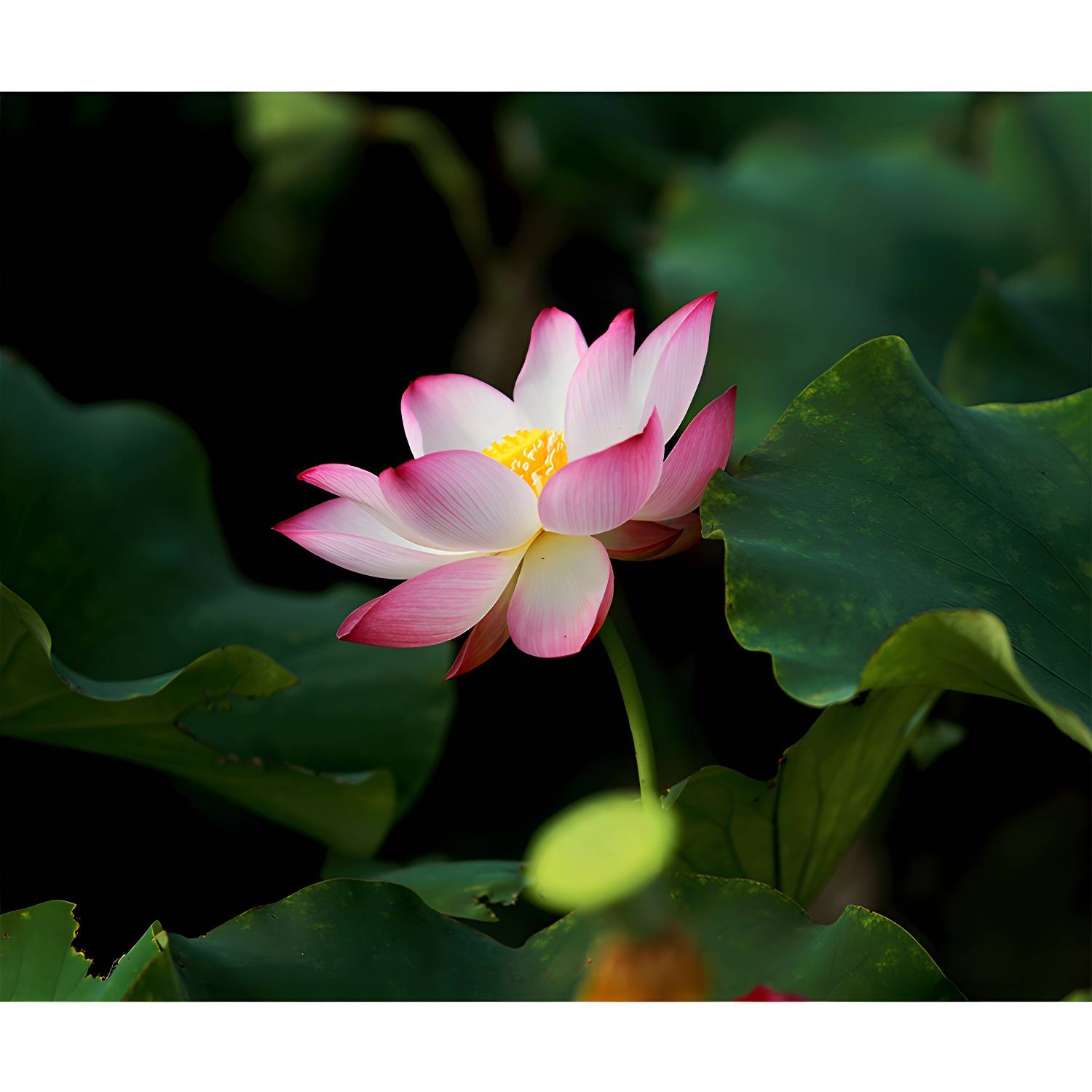 Imported image 9d565d8fd4a4 4313995.jpg