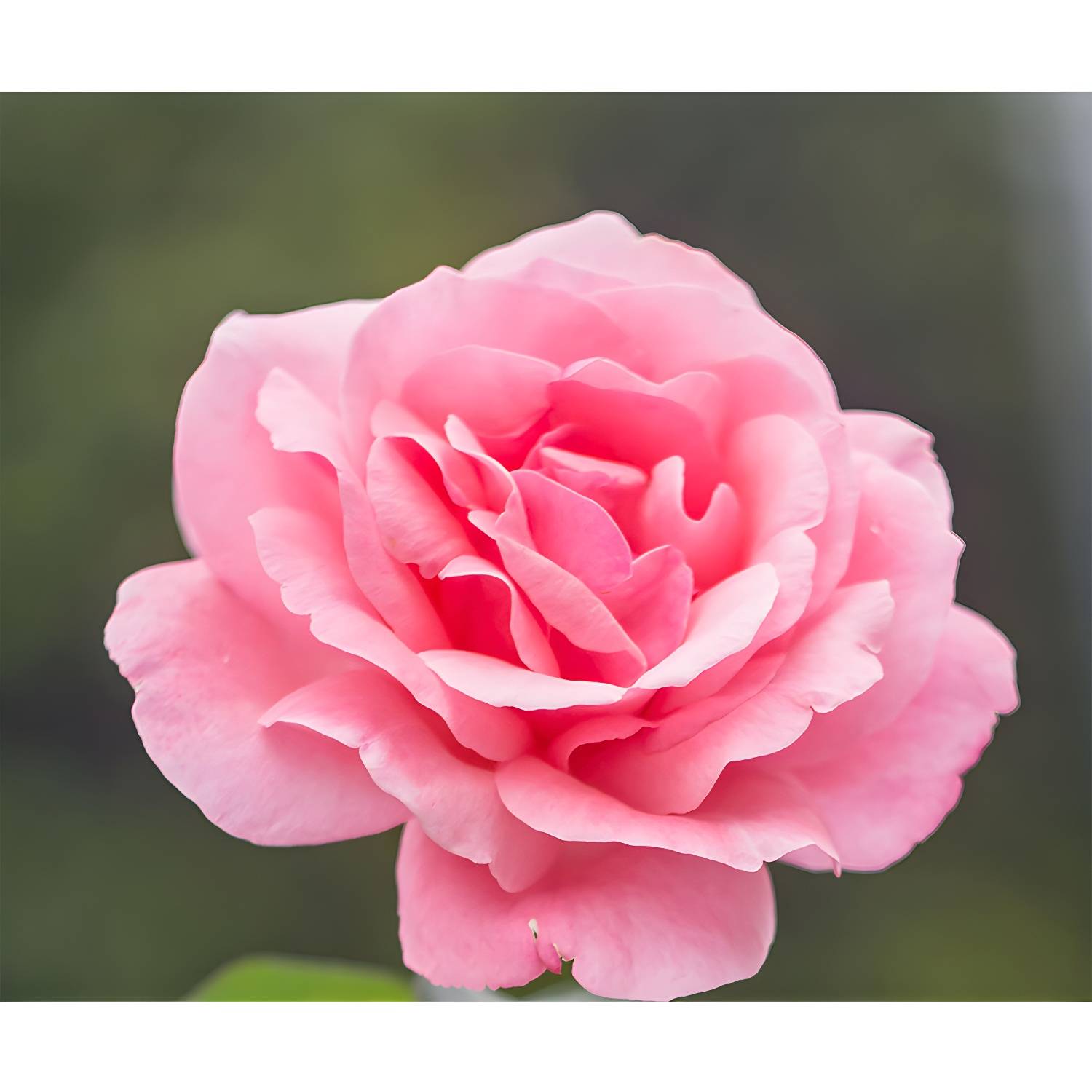 Imported image e869a257d56d 4314004.jpg