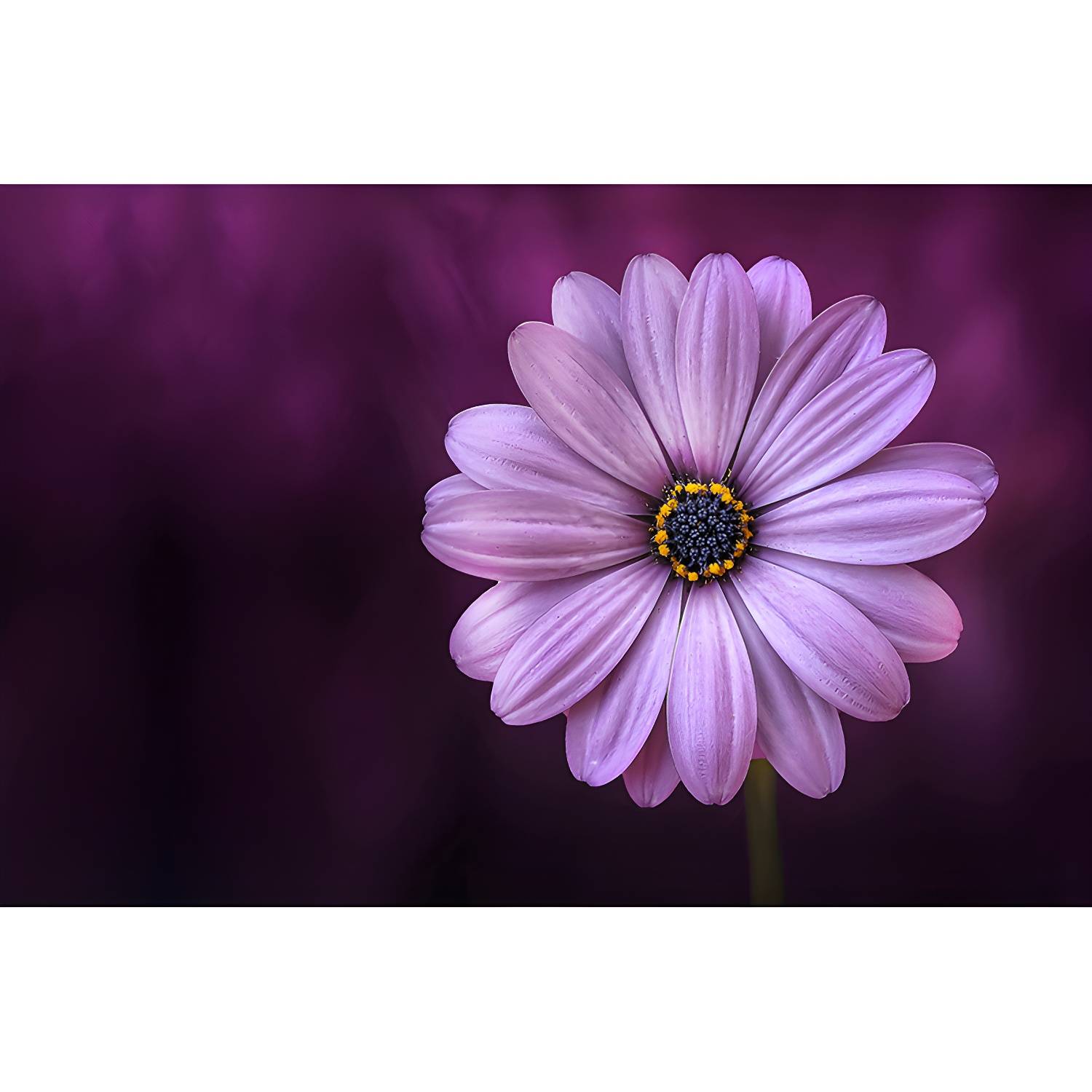Imported image 171d4d834159 4490841.jpg