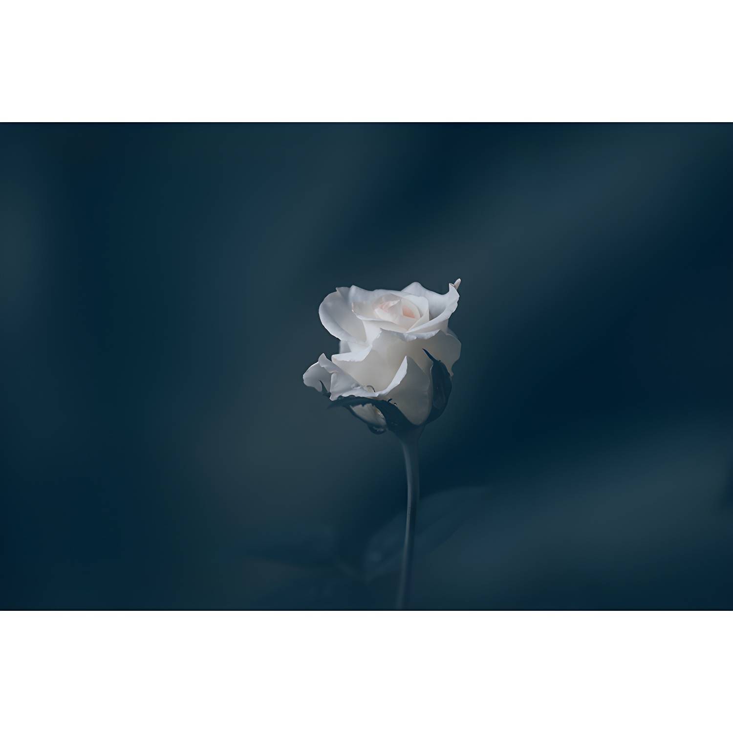 Imported image 4f99ee10fe86 4490900.jpg