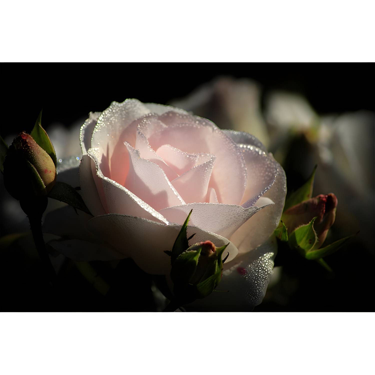 Imported image 7dbc823751f5 4586574.jpg
