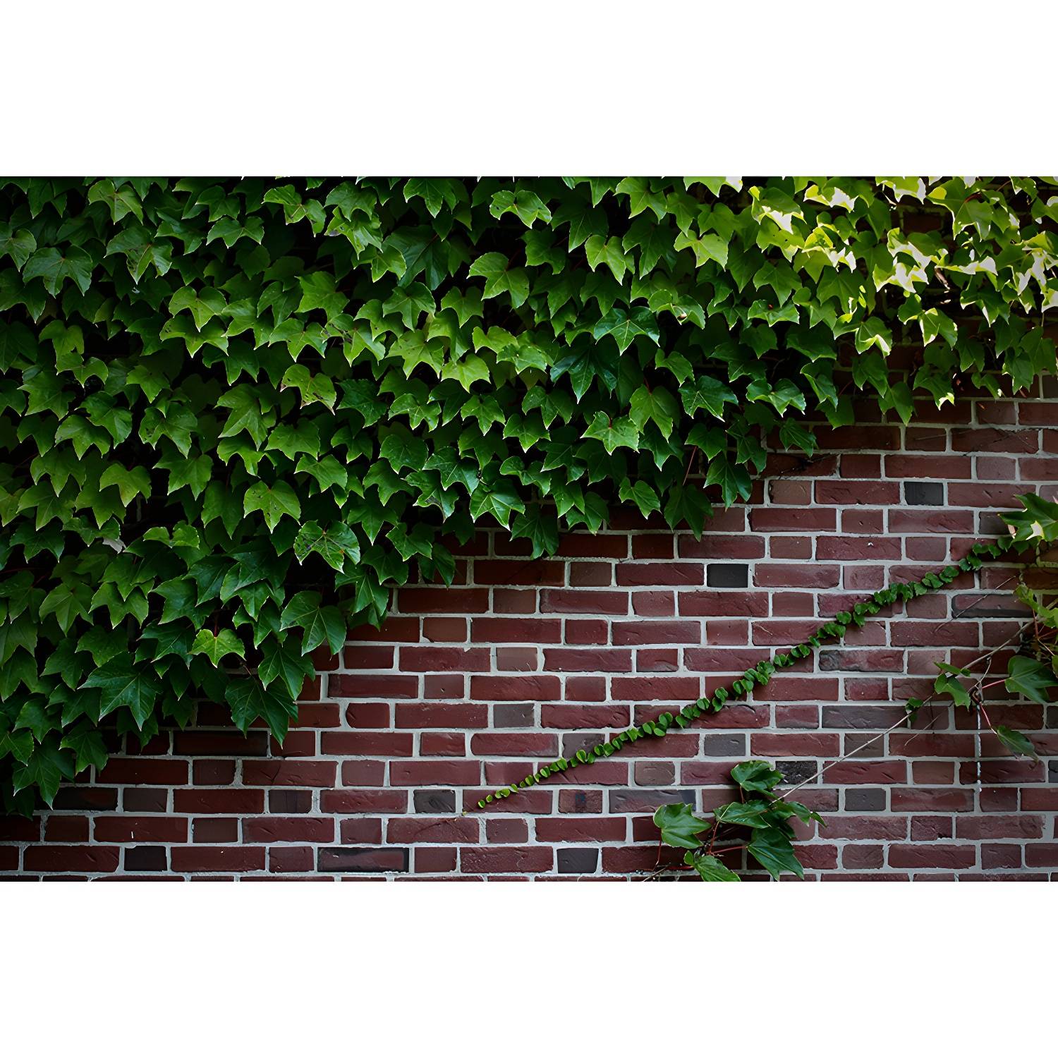 Imported image 8ec185f81fa6 4806641.jpg