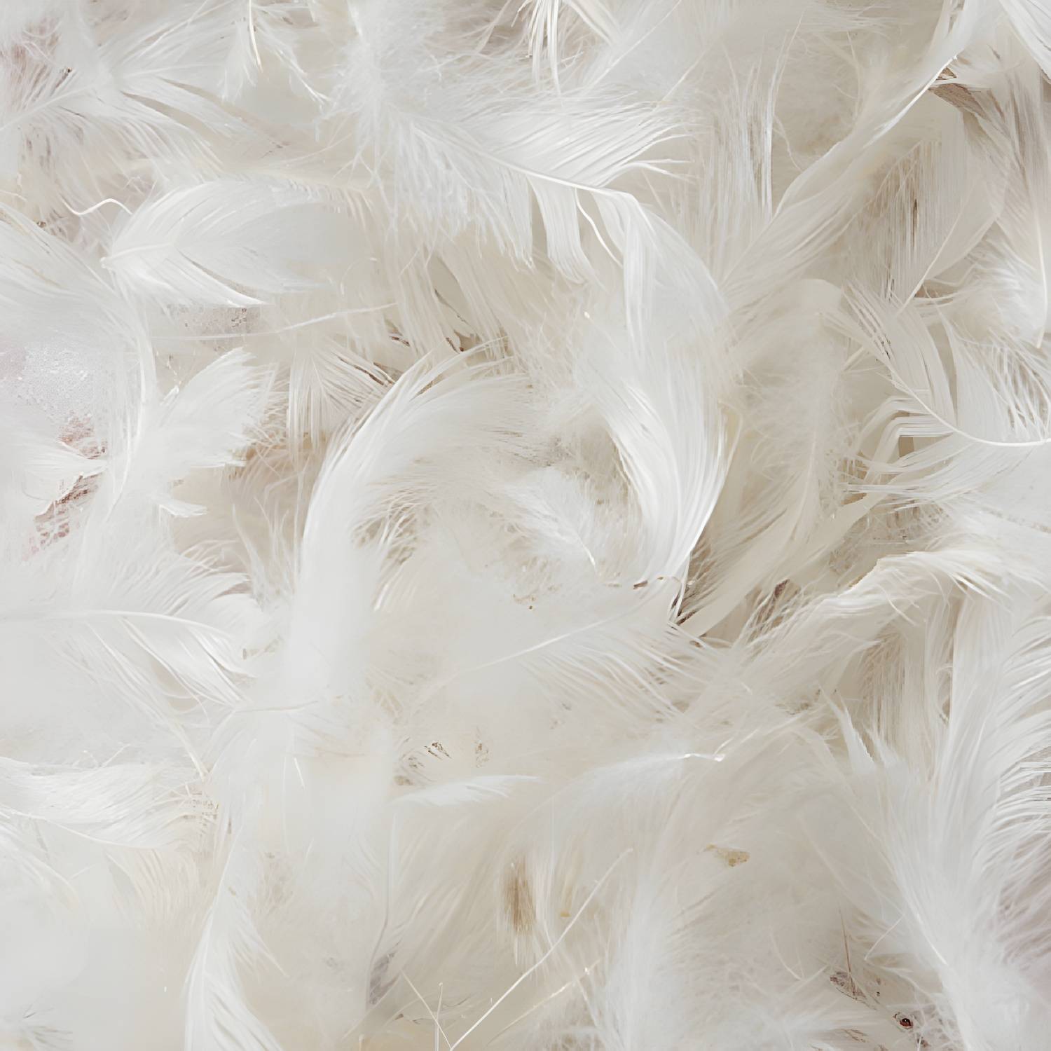Imported image 4e7a5360d53a 4858028.jpg